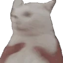 2182shakethecat emote for Discord