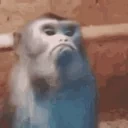 2052monkeyexcuseme emote for Discord