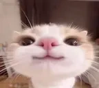 333cute emote for Discord