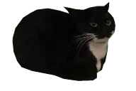 3DCatSpinPizdecFast emote for Discord