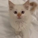 33 emote for Discord