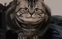 333 emote for Discord