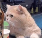 86 emote for Discord