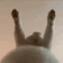 8234cathump3 emote for Discord