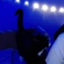 8b7dbd87dbce59169a2f473e6eea7e5b emote for Discord