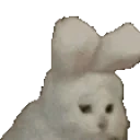 8720catbunny emote for Discord