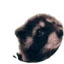 91428pedroracoon emote for Discord