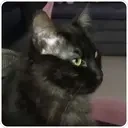 9K emote for Discord