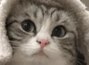 quh emote for Discord