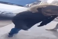 quoicoubeh emote for Discord