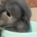 qda emote for Discord