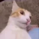 QueCojonesMiau emote for Discord