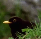 QuestionMark emote for Discord