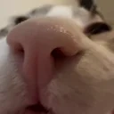 quh emote for Discord