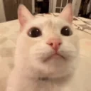 quh emote for Discord