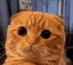 quh emote for Discord