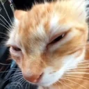 quh emote for Discord