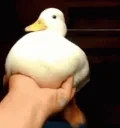 quacking emote for Discord