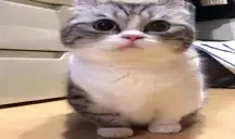 que emote for Discord