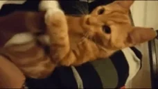 quh emote for Discord