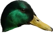 Quack emote for Discord