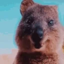 quokkaSmile emote for Discord