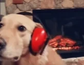 QUINTAKEPTSD emote for Discord