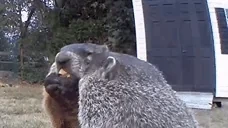 quequiere emote for Discord