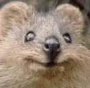 QuokkaMatthy emote for Discord