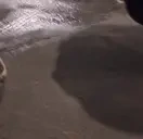 qunfudhahpolice emote for Discord