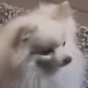 quiggiesNope emote for Discord