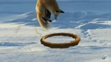 quantumtunnelingtodelet emote for Discord