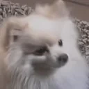 quiggiesYep emote for Discord