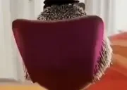 qq emote for Discord