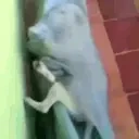 queproblemao emote for Discord