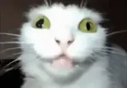 A1EMraspinaetsyaProHSR emote for Discord