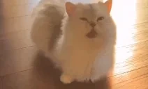 aaw emote for Discord