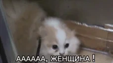 AAAGIRL emote for Discord