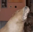 AAAAA emote for Discord