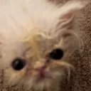 AAA emote for Discord