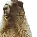 AAAH emote for Discord