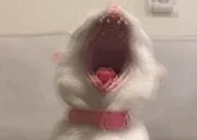 AaAaAaA emote for Discord