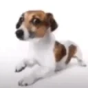 AaFolou emote for Discord