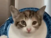 AAAAAA emote for Discord