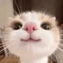 33 emote for Discord