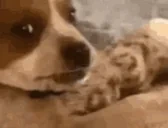 34534645646 emote for Discord