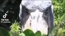 30minhoneybun emote for Discord