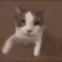 3568catkiss emote for Discord