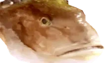 4kilo emote for Discord