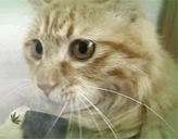 420cat emote for Discord